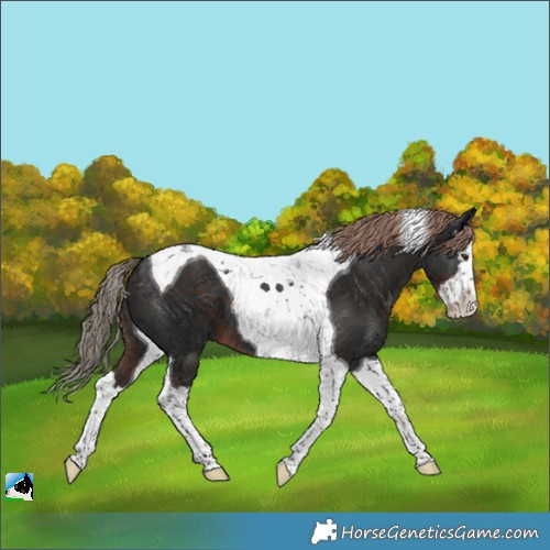 Horse Color:Liver Chestnut Splash Tobiano 