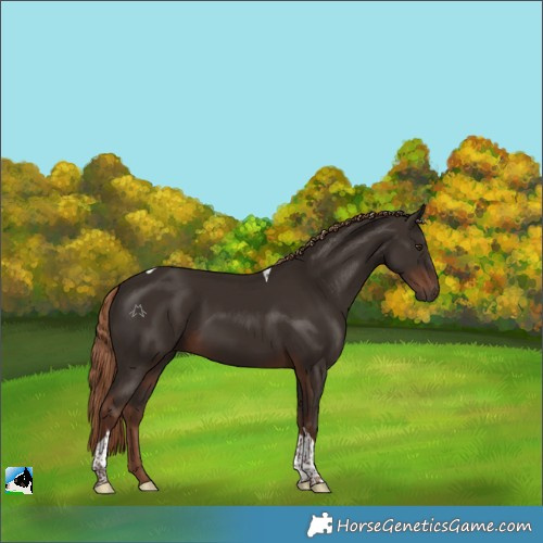 Horse Color:Liver Chestnut Tobiano