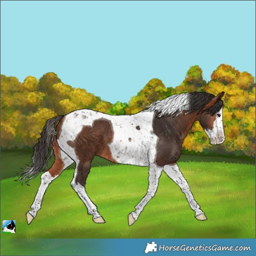 Horse Color:Bay Splash Tobiano