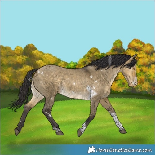 Horse Color:White Spotted Buckskin Dun Tobiano Appaloosa 