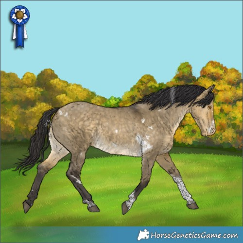 Horse Color:White Spotted Buckskin Dun Tobiano Varnish 