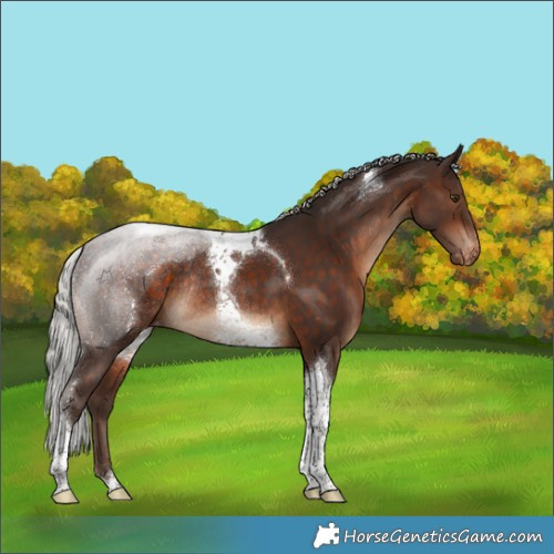 Horse Color:Silver Bay Tobiano Appaloosa Rabicano