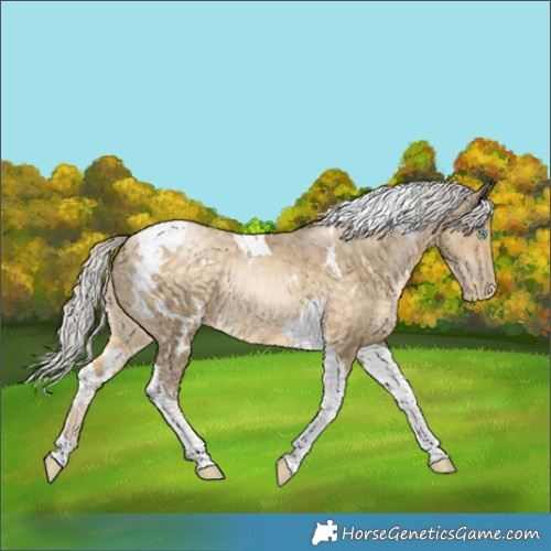 Horse Color:White Spotted Silver Buckskin Pearl Tobiano Rabicano 