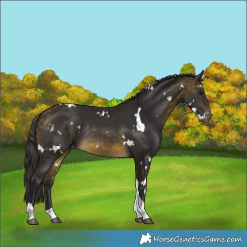 Horse Color:White Spotted Buckskin Tobiano Appaloosa Rabicano 