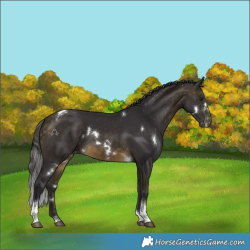 Horse Color:White Spotted Buckskin Tobiano Appaloosa Rabicano