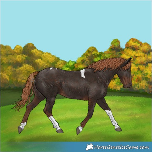 Horse Color:Liver Chestnut Tobiano Rabicano 