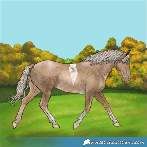 Horse Color:Chocolate Palomino Pearl Tobiano Appaloosa 