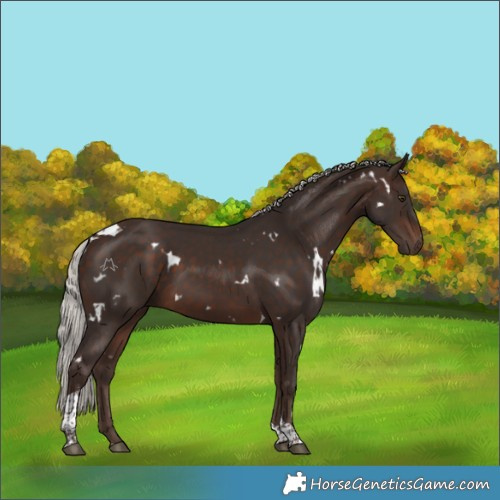 Horse Color:White Spotted Silver Bay Tobiano Rabicano