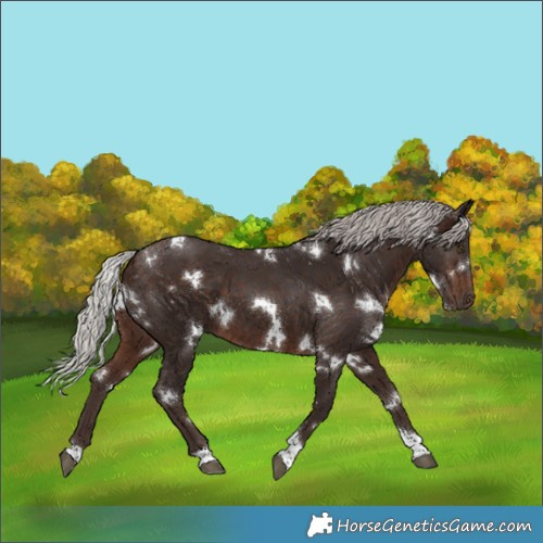 Horse Color:White Spotted Silver Brown Tobiano