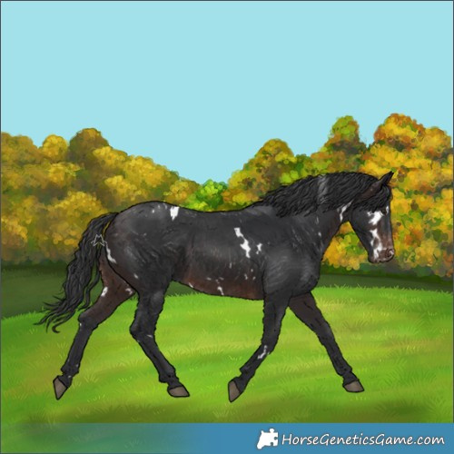 Horse Color:White Spotted Brown Appaloosa Rabicano