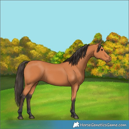 Horse Color:Bay 