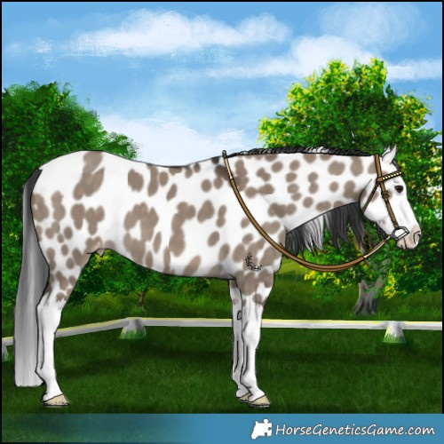 Horse Color:Brown Dun Splash Appaloosa 