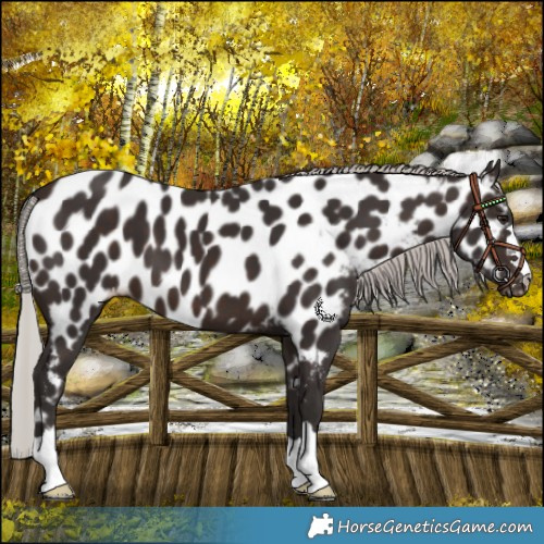Horse Color:Silver Brown Near Leopard 