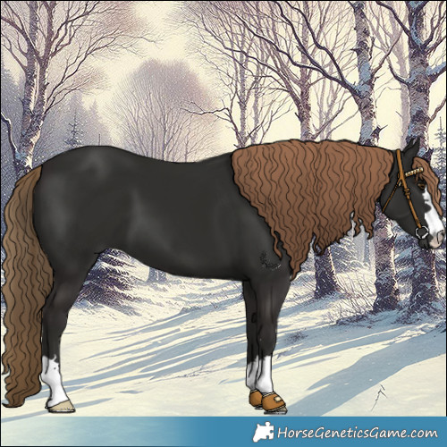 Horse Color:Liver Chestnut 