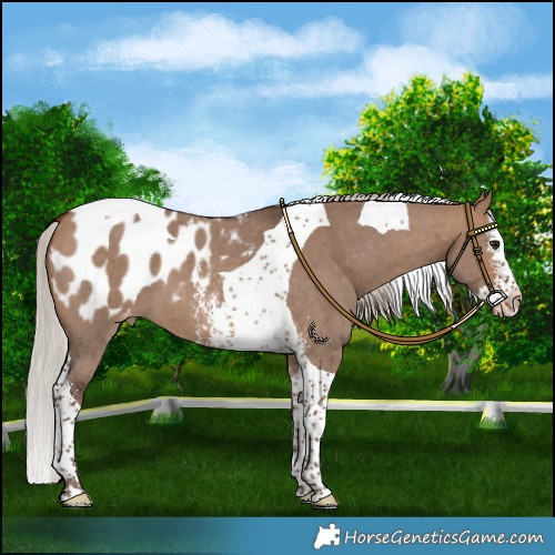Horse Color:Silver Brown Dun Sabino Splash Tobiano Appaloosa 