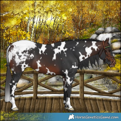 Horse Color:White Spotted Brown Snowcap 