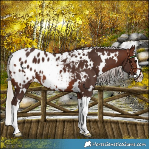 Horse Color:White Spotted Silver Brown Splash Blanket