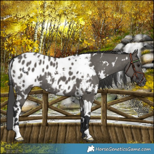 Horse Color:White Spotted Grullo Blanket