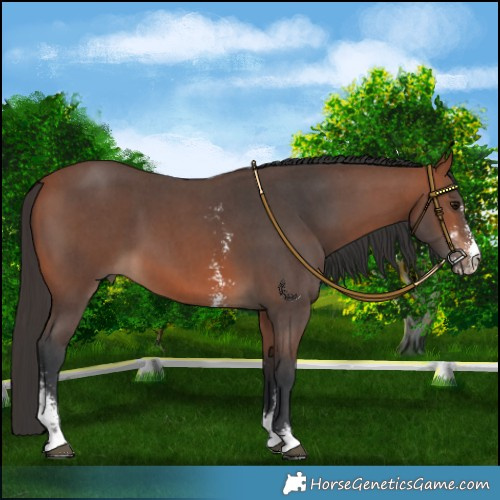 Horse Color:Bay Sabino 