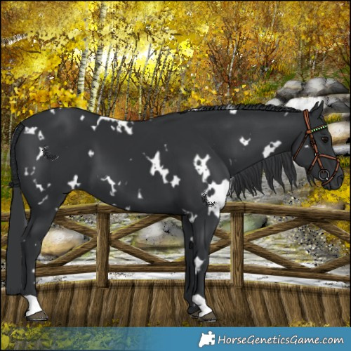 Horse Color:White Spotted Black 