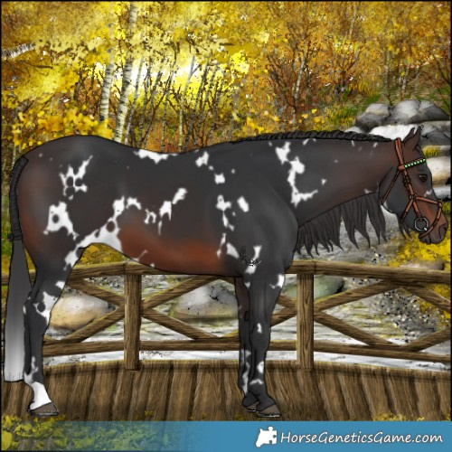Horse Color:White Spotted Brown 