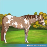 Horse Color:White Spotted Red Dun Sabino Snowflake Varnish