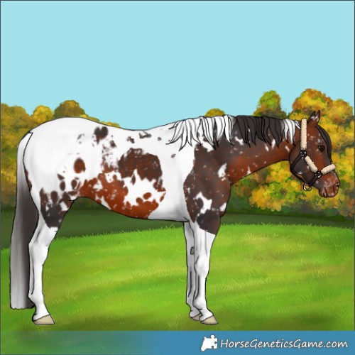 Horse Color:White Spotted Bay Tobiano Appaloosa 