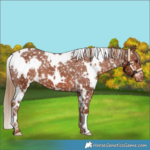 Horse Color:White Spotted Chestnut Appaloosa