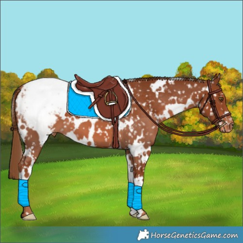 Horse Color:White Spotted Chestnut Snowflake Varnish