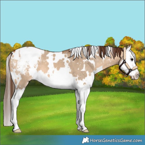Horse Color:White Spotted Bay Dun Splash Appaloosa 