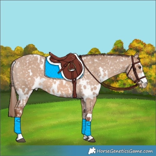 Horse Color:White Spotted Red Dun Sabino Appaloosa