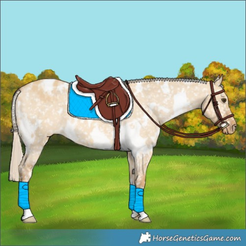 Horse Color:White Spotted Palomino Dun Snowflake Varnish