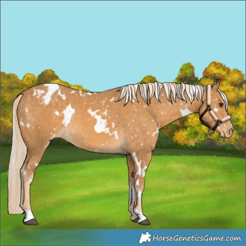 Horse Color:White Spotted Palomino Appaloosa 