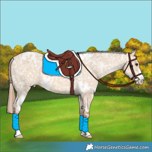 Horse Color:White Spotted Red Dun Sabino Snowflake Varnish