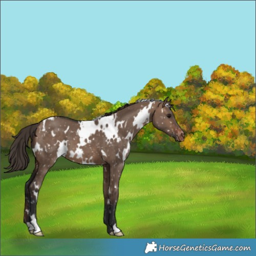Horse Color:White Spotted Brown Dun Appaloosa