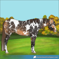 Horse Color:White Spotted Buckskin Snowflake Varnish