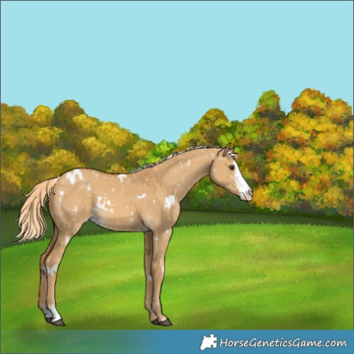 Horse Color:White Spotted Palomino Dun Sabino Appaloosa