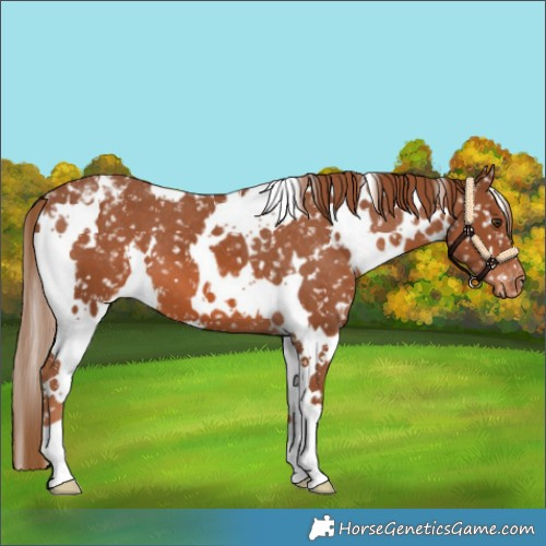 Horse Color:White Spotted Chestnut Snowflake Varnish