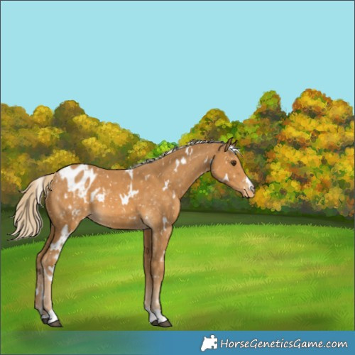 Horse Color:White Spotted Palomino Appaloosa