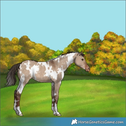 Horse Color:White Spotted Liver Red Dun Appaloosa 
