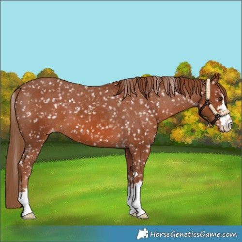 Horse Color:Chestnut Snowflake Varnish