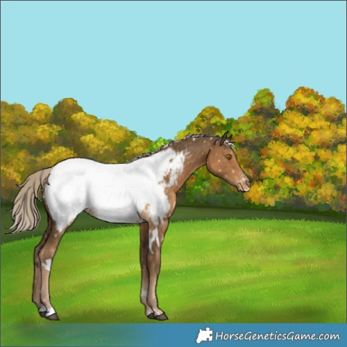 Horse Color:White Spotted Chocolate Palomino Appaloosa 