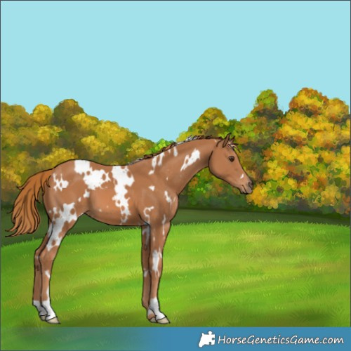 Horse Color:White Spotted Chestnut 