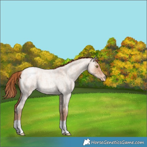 Horse Color:Gold Champagne Roan Dun Appaloosa 