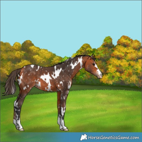 Horse Color:White Spotted Bay Appaloosa 