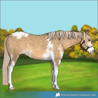 Horse Color:Chocolate Palomino Dun Sabino Snowflake Varnish