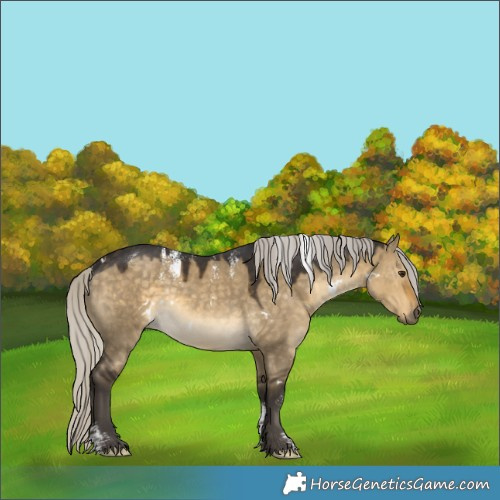 Horse Color:Powder White White Spotted Silver Buckskin Dun