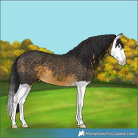 Horse Color:Buckskin Splash 