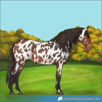 Horse Color:Bay Near Leopard 
