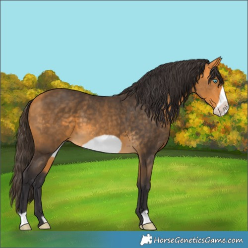 Horse Color:Buckskin Frame
